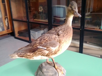 Determinazione Palmipede tre